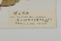 褐毛紫菀藏品圖，第3張