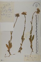 柔軟紫菀藏品圖，第1張