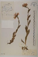 柔軟紫菀藏品圖，第1張