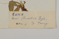 柔軟紫菀藏品圖，第3張