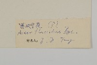 柔軟紫菀藏品圖，第3張