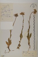 柔軟紫菀藏品圖，第4張