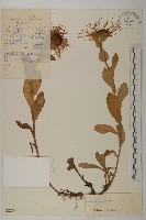 腺舌紫菀藏品圖，第1張