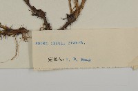 腺舌紫菀藏品圖，第3張