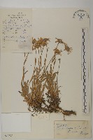 巴塘紫菀藏品圖，第1張