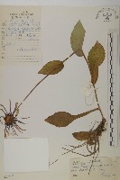 寬葉短毛紫菀藏品圖，第1張