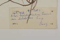 寬葉短毛紫菀藏品圖，第3張