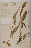 狹苞雲南紫菀藏品圖，第1張