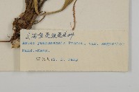 狹苞雲南紫菀藏品圖，第3張