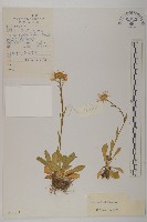 緣毛紫菀藏品圖，第1張