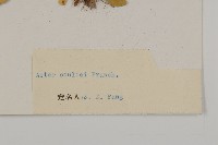 緣毛紫菀藏品圖，第3張