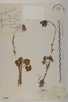 鐘花垂頭菊藏品圖，第1張