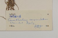 鐘花垂頭菊藏品圖，第3張