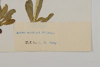 緣毛紫菀藏品圖，第3張