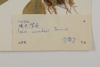 緣毛紫菀藏品圖，第3張