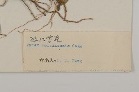 怒江紫菀藏品圖，第3張