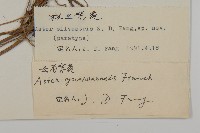 林生紫菀藏品圖，第3張