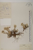 綠香青藏品圖，第1張