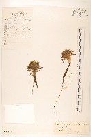 金沙絹毛菊藏品圖，第1張