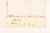 金沙絹毛菊藏品圖，第3張