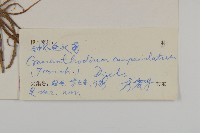 鐘花垂頭菊藏品圖，第3張