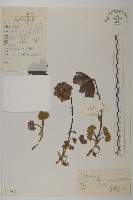 鐘花垂頭菊藏品圖，第1張