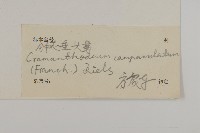 鐘花垂頭菊藏品圖，第3張