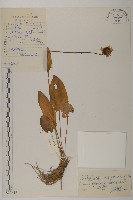 登錄號:S022616藏品圖，第1張