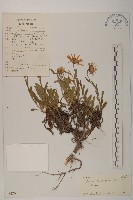 巴塘紫菀藏品圖，第1張