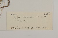 巴塘紫菀藏品圖，第3張