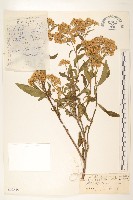 登錄號:S022619藏品圖，第1張