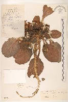 傘花絹毛菊藏品圖，第1張