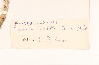 傘花絹毛菊藏品圖，第3張