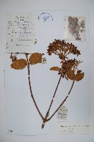 圓葉莢迷藏品圖，第1張