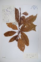 圓葉莢迷藏品圖，第1張
