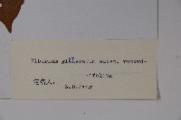 圓葉莢迷藏品圖，第2張