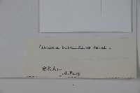 樺葉莢迷、玉山莢迷藏品圖，第2張