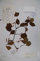 樺葉莢迷、玉山莢迷藏品圖，第1張