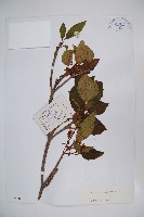 大花莢迷藏品圖，第1張