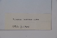 大花莢迷藏品圖，第2張