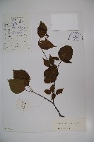 樺葉莢迷、玉山莢迷藏品圖，第1張