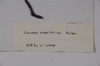 樺葉莢迷、玉山莢迷藏品圖，第2張