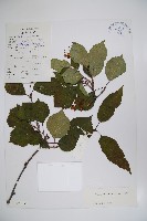 樺葉莢迷、玉山莢迷藏品圖，第1張