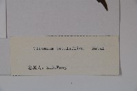 樺葉莢迷、玉山莢迷藏品圖，第2張