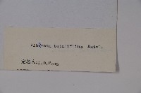 樺葉莢迷、玉山莢迷藏品圖，第2張