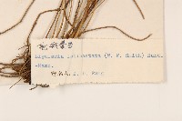 寬戟橐吾藏品圖，第3張