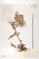 大葉女蒿藏品圖，第1張