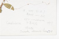 中國菟絲子藏品圖，第2張