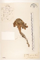 登錄號:S022702藏品圖，第1張