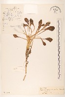 登錄號:S022703藏品圖，第1張